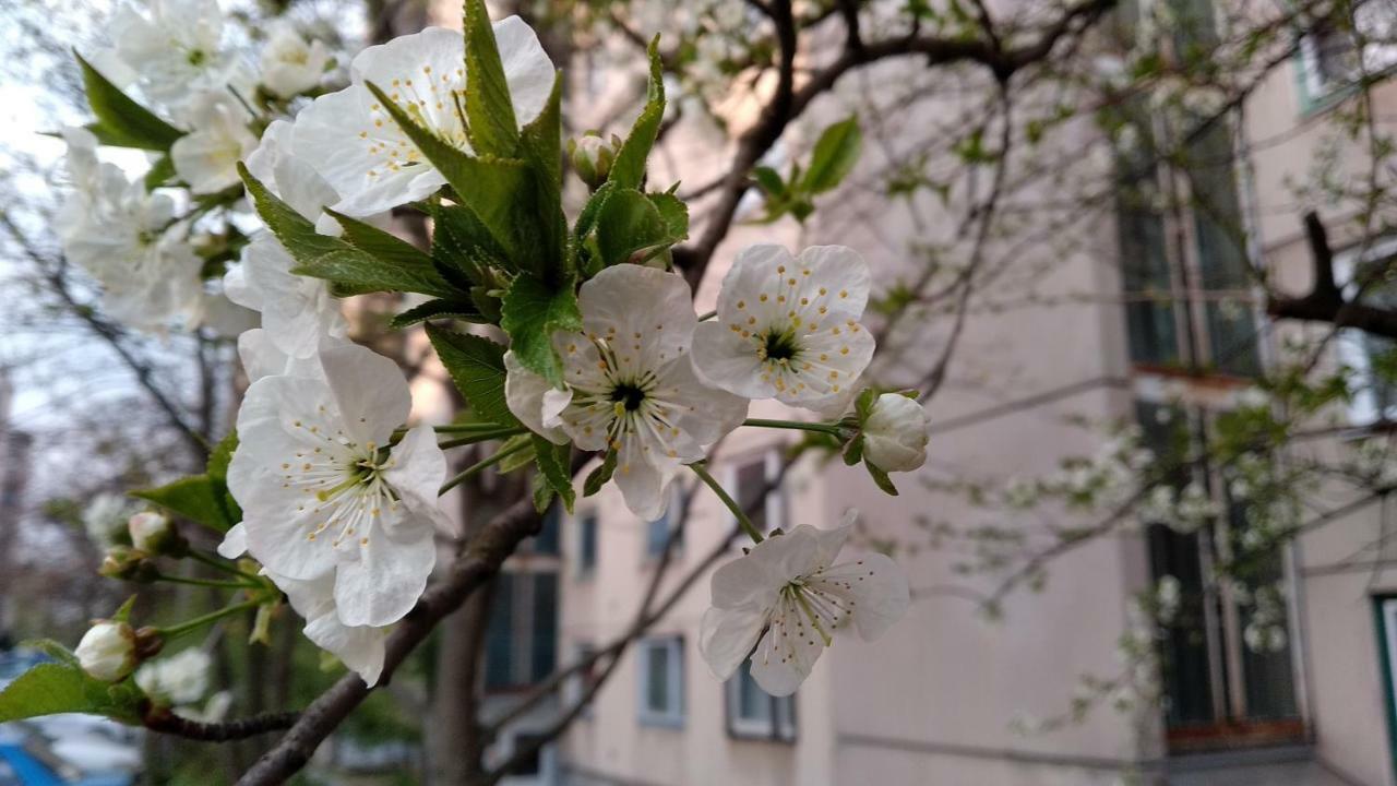 Gesztenyes Apartman Miskolc Exterior foto
